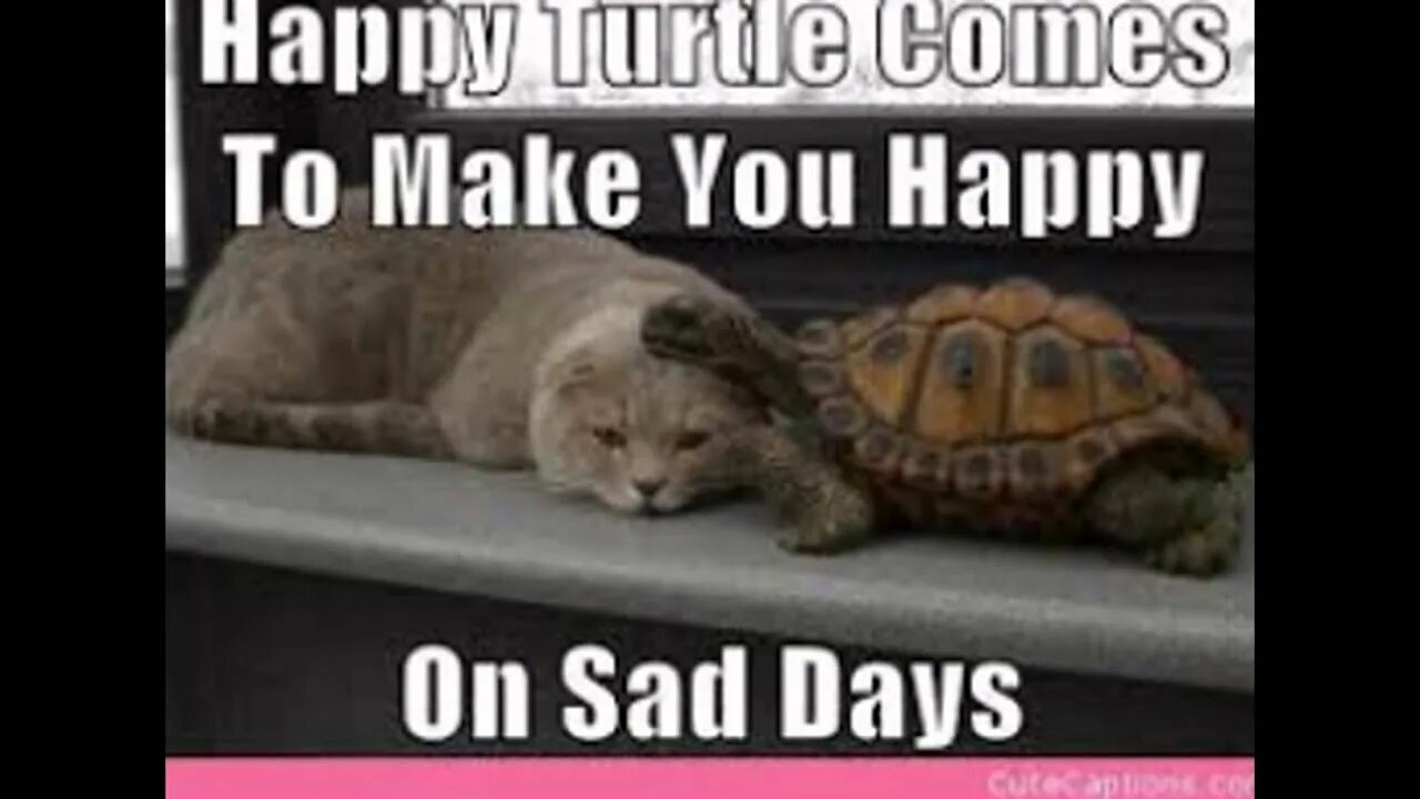 Make the turtle. Счастливая черепаха. черепаха нарт. черепаха цитаты. turtle meme.