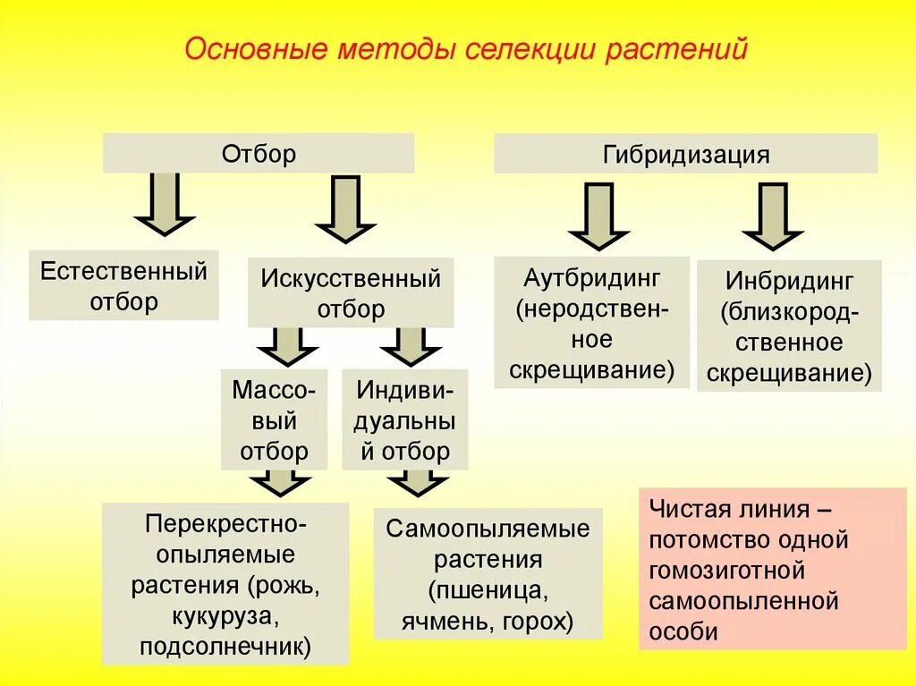 Методы селекции растений искусственная гибридизация. Таблица по биологии основные методы селекции растений. Основные методы селекции отбор гибридизация мутагенез. Классификация методов селекции.