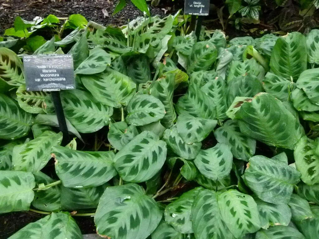 Маранта leuconeura kerchoveana. Маранта leuconeura. Маранта Керховена (Maranta kerchoveana). Мара̀нта беложильчатая – Maranta leuconeura.