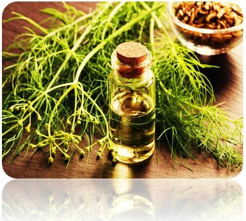 аромамасла фенхель дотерра. фенхель капли. экстракт фенхеля. фенхель - эфирное масло. фенхель fennel дотерра.