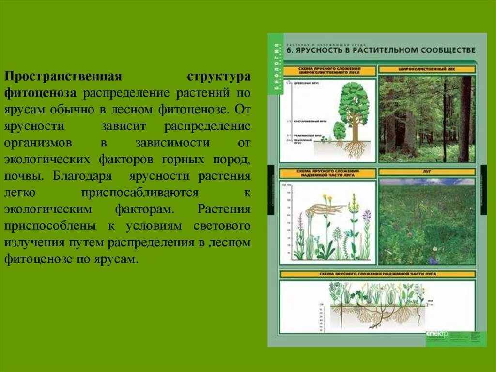 Структура растительного сообщества кратко. Ярусность лесного фитоценоза. ярусы фитоценоза 4 яруса. растения лесного фитоценоза по ярусам. ярусность растительного сообщества.
