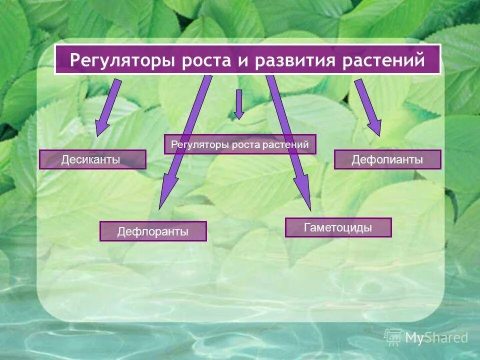 Регуляторы роста растений классификация. Регуляторы роста и развития растений. Стимуляторы и регуляторы роста растений. Регулятор троса. Растения активаторы