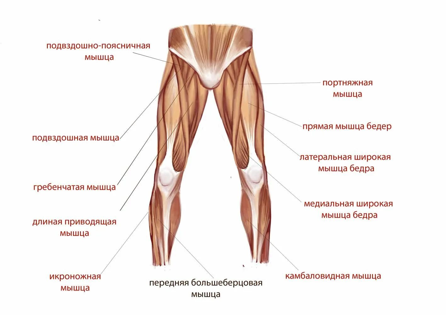Мышцы в ляшках. Мышцы передней поверхности бедра анатомия. Передне латеральная мышца бедра. Строение мышц внутренней поверхности бедра.