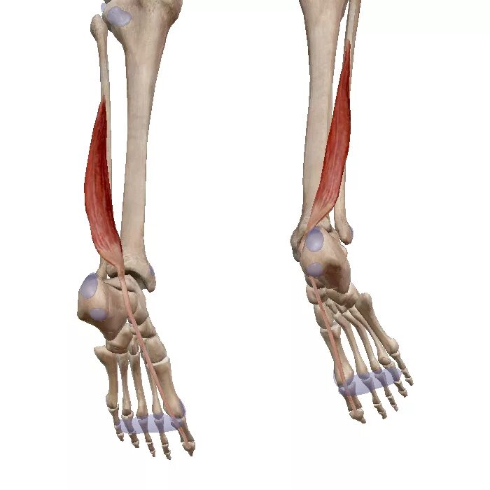 Длинный сгибатель стопы. Длинный сгибатель пальцев (m. Flexor digitorum Longus). Длинный сгибатель большого пальца голени. Длинный сгибатель 1 пальца стопы. Длинный сгибатель пальцев мышца голени.