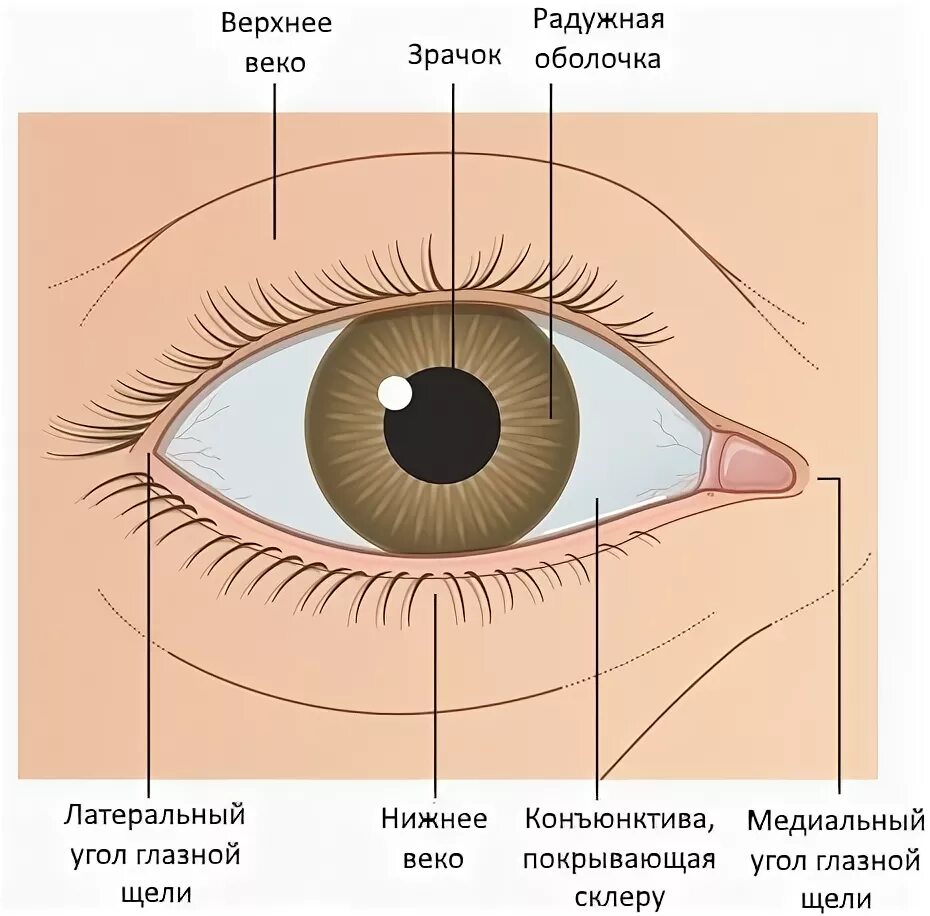 Нижний край века. Конъюнктива глаза анатомия. Конъюнктивальный мешок глазной. Конъюнктивальный мешочек глаза. Латеральный угол глазной щели.