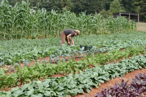 Planting crops