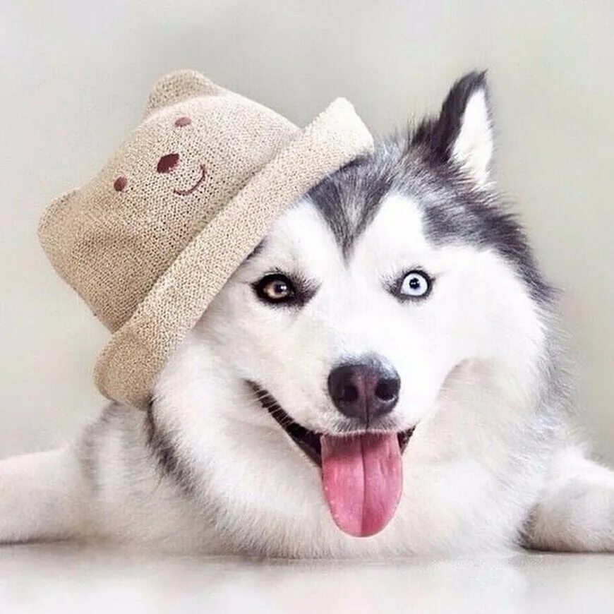 красивые картинки на аву животные. милые волчата. красивая лайка. милые картинки на аву. лайка.