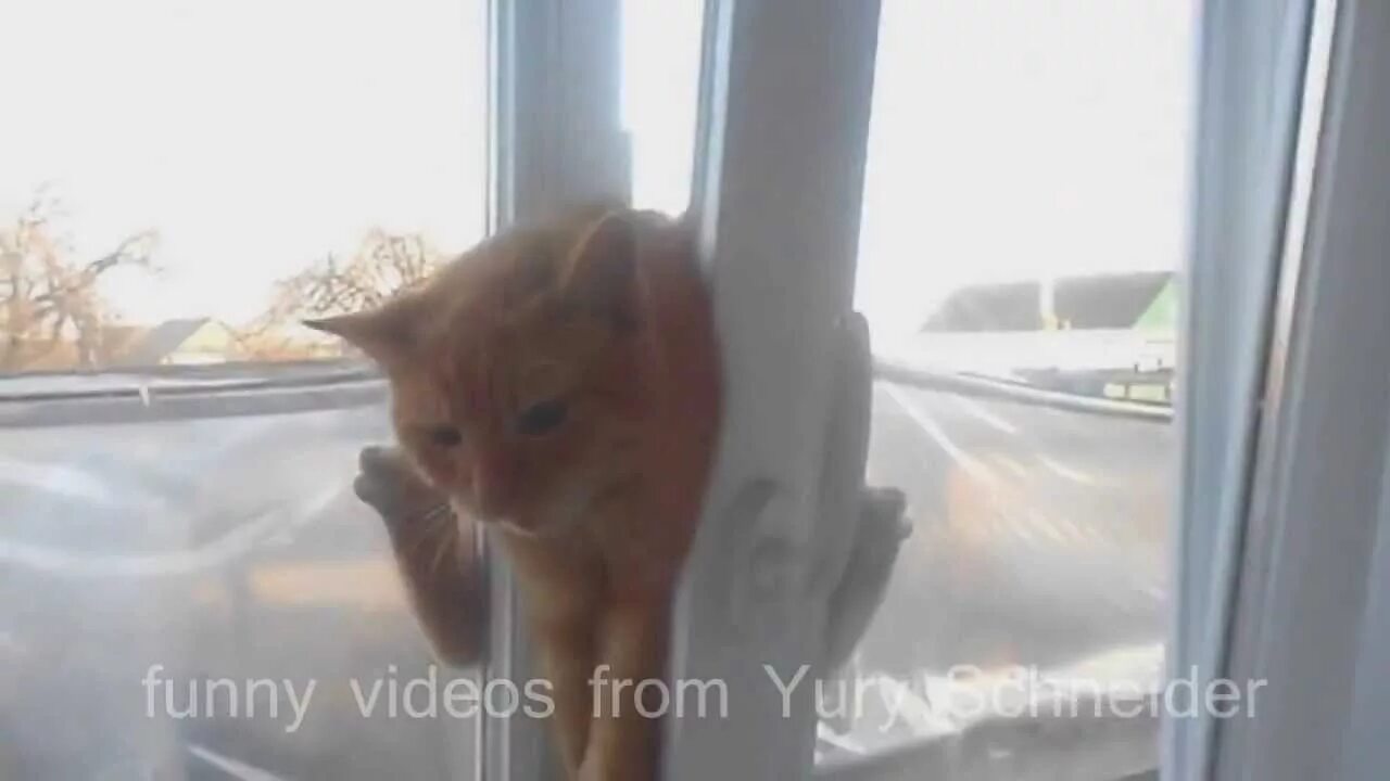 Кот застрял в окне. Кошка застряла в пластиковом окне. Коты застревают в окнах. Застряла в окне.