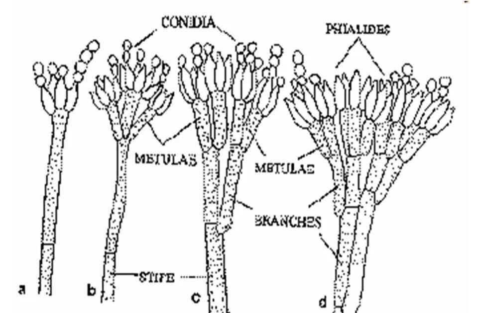 Пенициллиум строение. Пенициллин гриб строение. Пеницилл схема. Мукор пеницилл аспергилл. Чем строение пеницилла отличается от строения хлебных