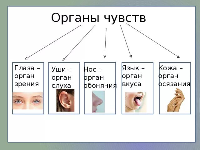 Название органов чувств. Органы чувств. Зрение слух обоняние осязание. Органы слуха зрения обоняния осязания.