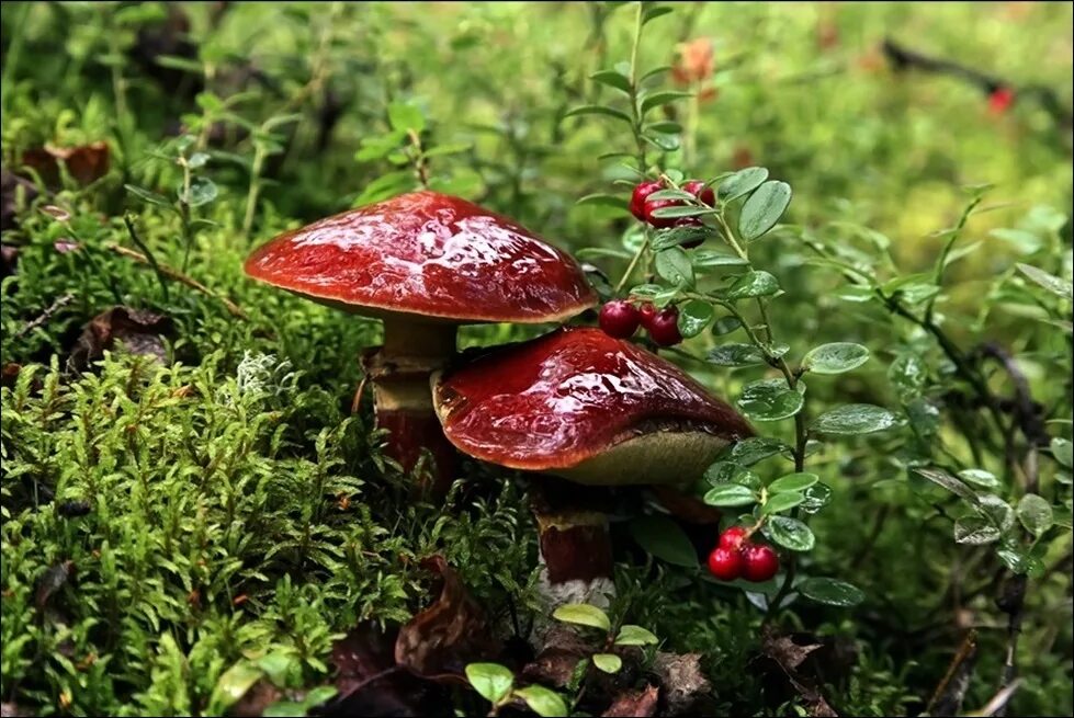 Дождя больше грибов. Грибы и ягоды. Грибы в лесу. Красивые грибы в лесу. Ягоды в лесу.