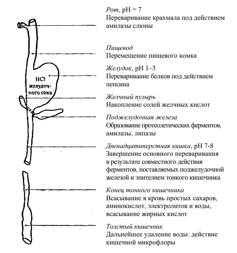 Отделы пищеварительной системы ферменты. Этапы пищеварения схема. Блок схема пищеварительной системы. Этапы процесса пищеварения в пищеварительном тракте. Схема пищеварения в ротовой полости в желудке.