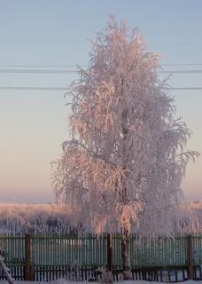Снежная бахрома на березе
