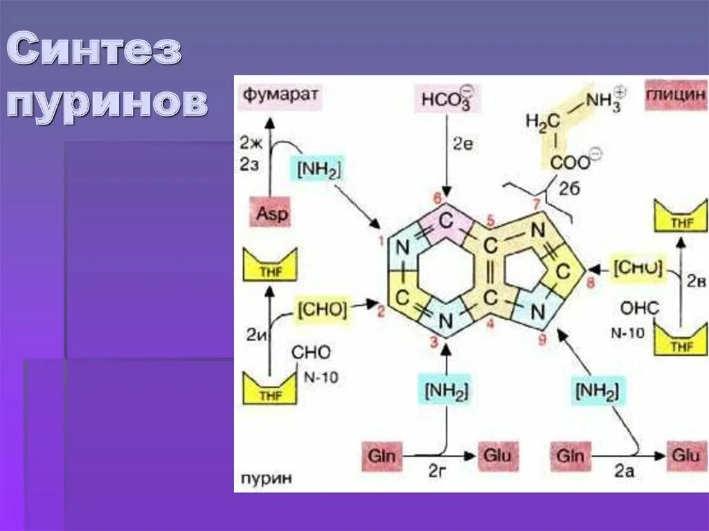 Синтез адрес. Синтез ИМФ, Синтез пуринового кольца. Синтез пуриновых азотистых оснований. Синтез пуринов из глицина. Синтез пуриновых оснований биохимия.