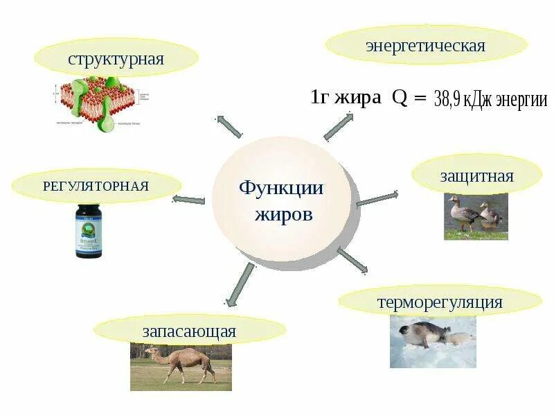 Жиры функции в организме