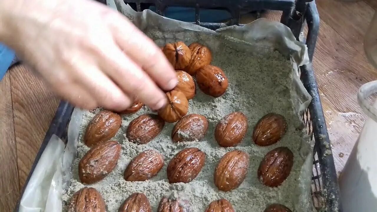 Как садить орех. Прорастить грецкий орех. посадка грецкого ореха. семя грецкого ореха. пророщенный орех.