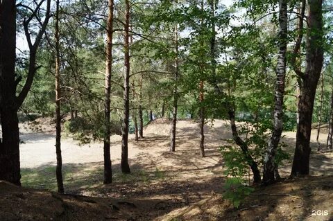 Сосновый бор солотча