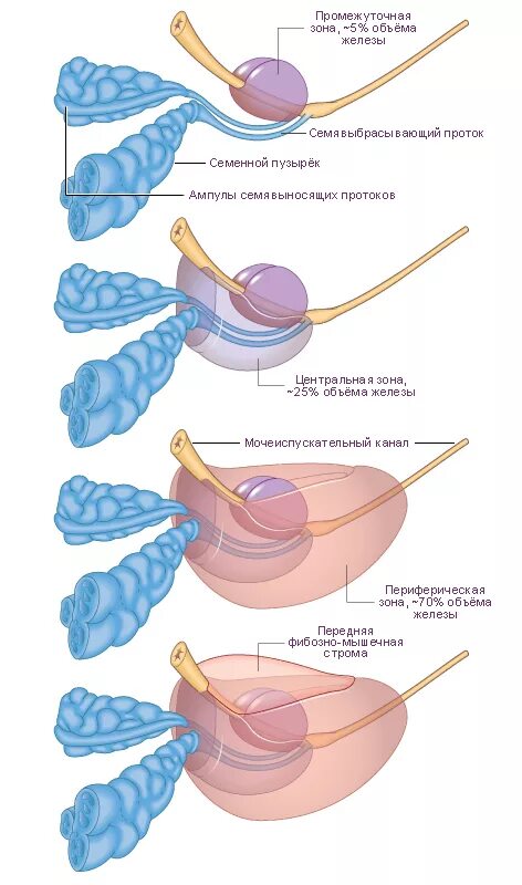 Простата это железа. Схема строения предстательной железы. Доли предстательной железы анатомия. Зональное строение предстательной железы. Зоны простаты анатомия.