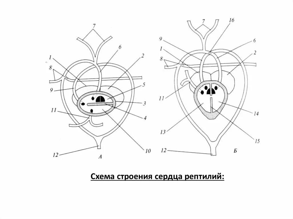 Сердце рептилий состоит. Схема строения сердца ящерицы. Строение сердца пресмыкающихся схема. Схема строения сердца рептилий. Схема строения сердца крокодила.