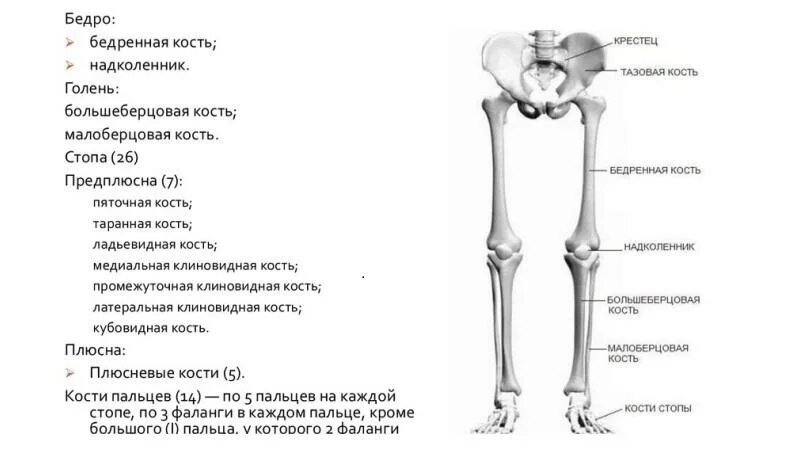 Бедренная кость анатомия человека строение. Кости нижней конечности правой вид спереди. Скелет бедра человека с названием костей. Кости нижней конечности анатомия на латыни.