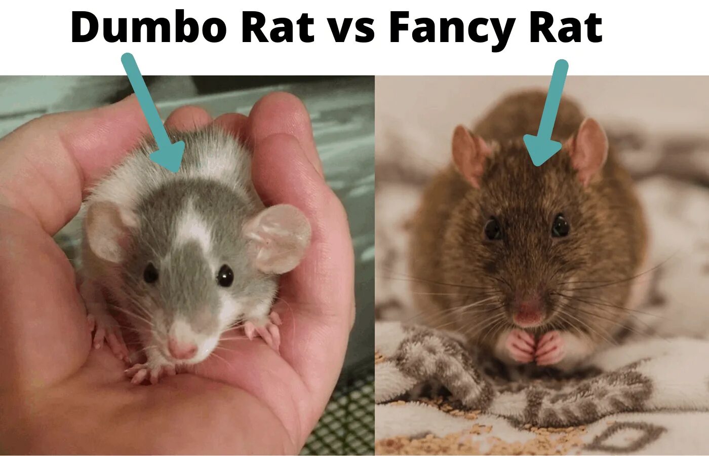 Дамбу съели мыши. Крыса Дамбо хаски. Крыса Дамбо и обычная. Rhscrb LFV,. Породистые крысы Дамбо.