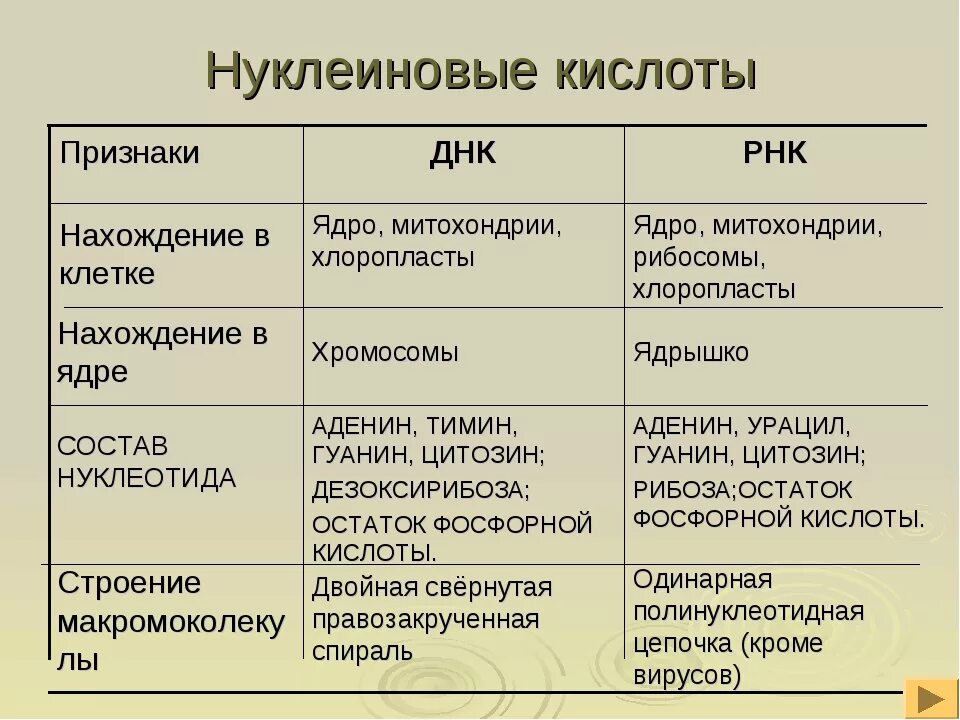 Строение и функции нуклеиновых кислот. Строение типы и функции нуклеиновых кислот. строение нуклеиновых кислот днк и рнк. строение и роль нуклеиновых кислот днк и рнк.
