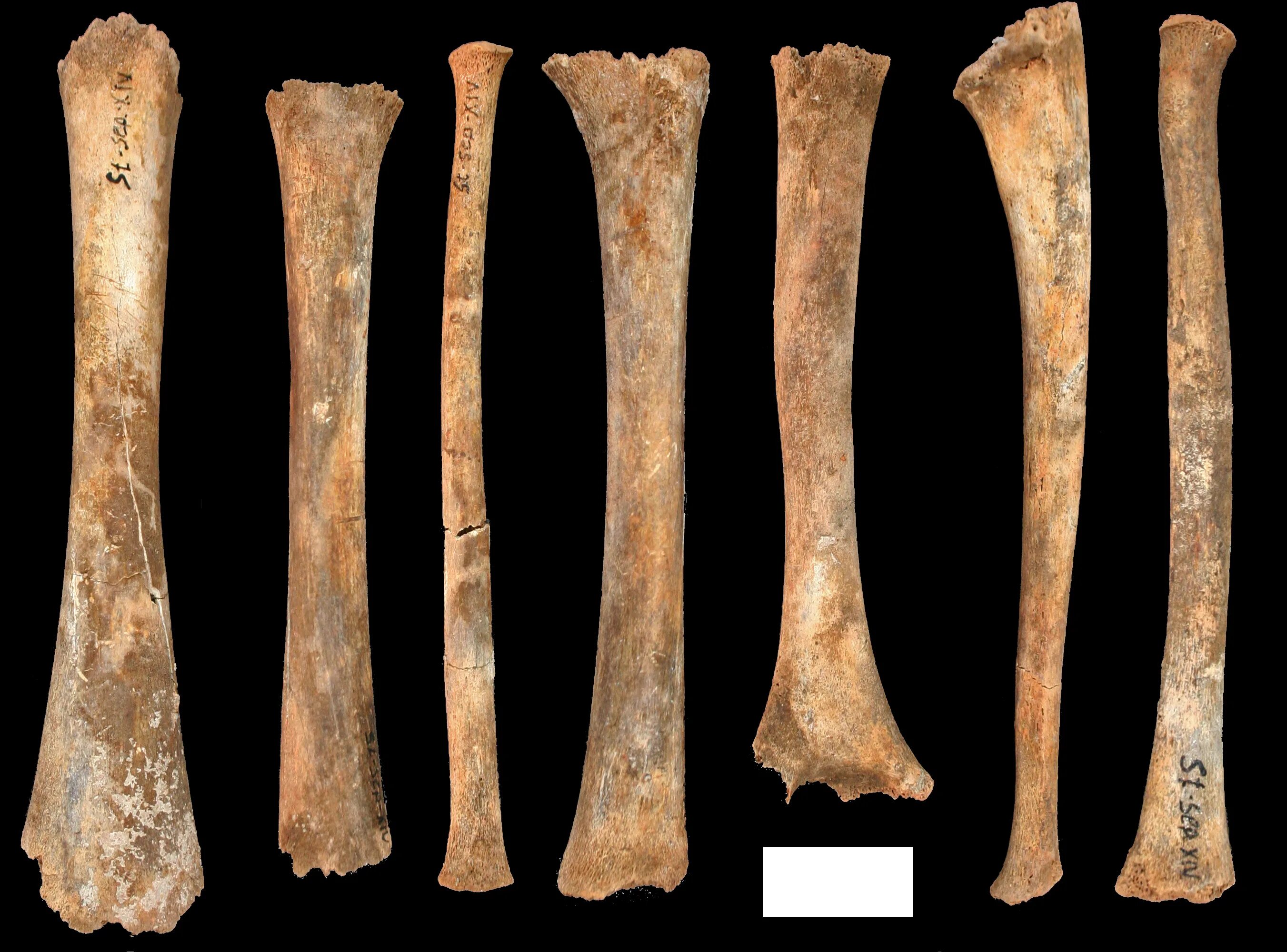 Long bone. Длинные кости. Long Bones. Кости (1997) Ossos. Humers tube long Bone.