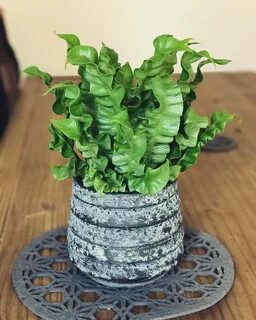 Plant wave