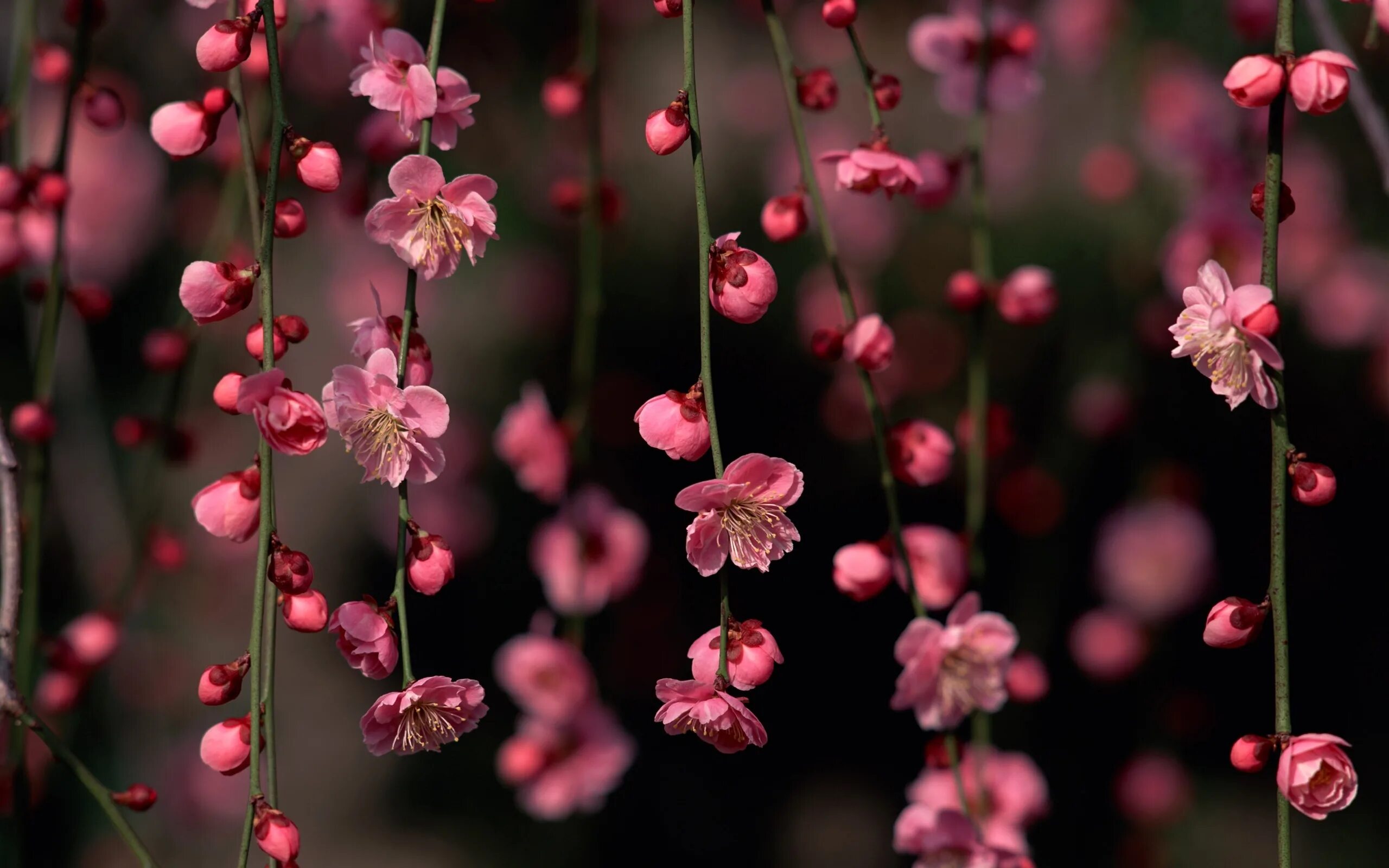 Заставки на телефон вертикальные цветы. Черри блоссом цветок. Цветущие ветки. Мелкие розовые цветы. Мелкие розовые цветочки.