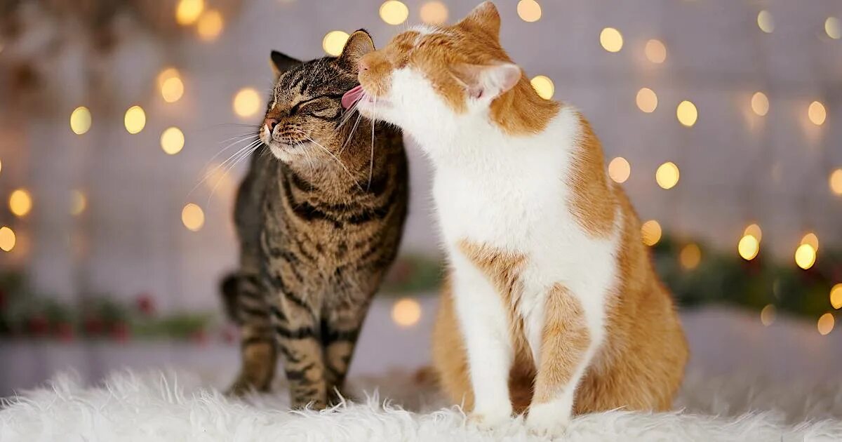 Два новогодних кота. Новогодние котики на двоих. Рождественский кот. Влюбленные новогодние котики. Новогодняя кошечка.