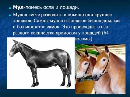 Чем лошадь отличается от