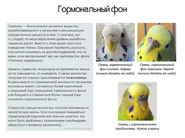 Пол волнистых попугаев по клюву