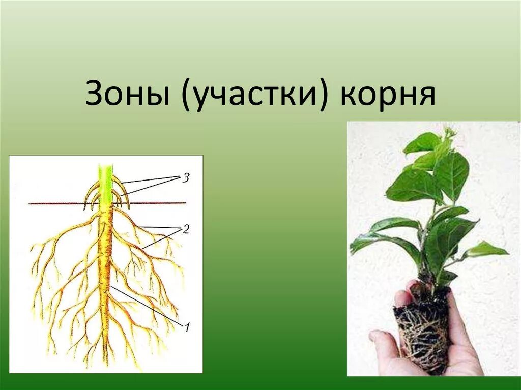 Корень. Зоны или участки корня. Боковые корни. Из какой ткани состоит корень