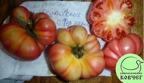 Характеристика томата сорт юсуповский