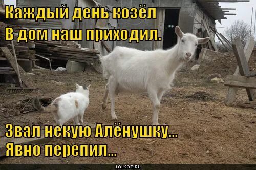 Смешная коза. Ты козел. Коза мне грозила я уходила. Коза мне грозила я уходила. Коза мне грозила я уходила.