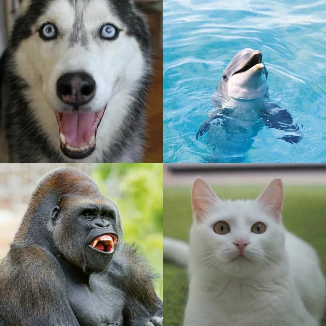 Про говорящих животных. Говорящие животные. Говорящие животные картинки. Говорящие животные приколы. Приколы с говорящими животными.
