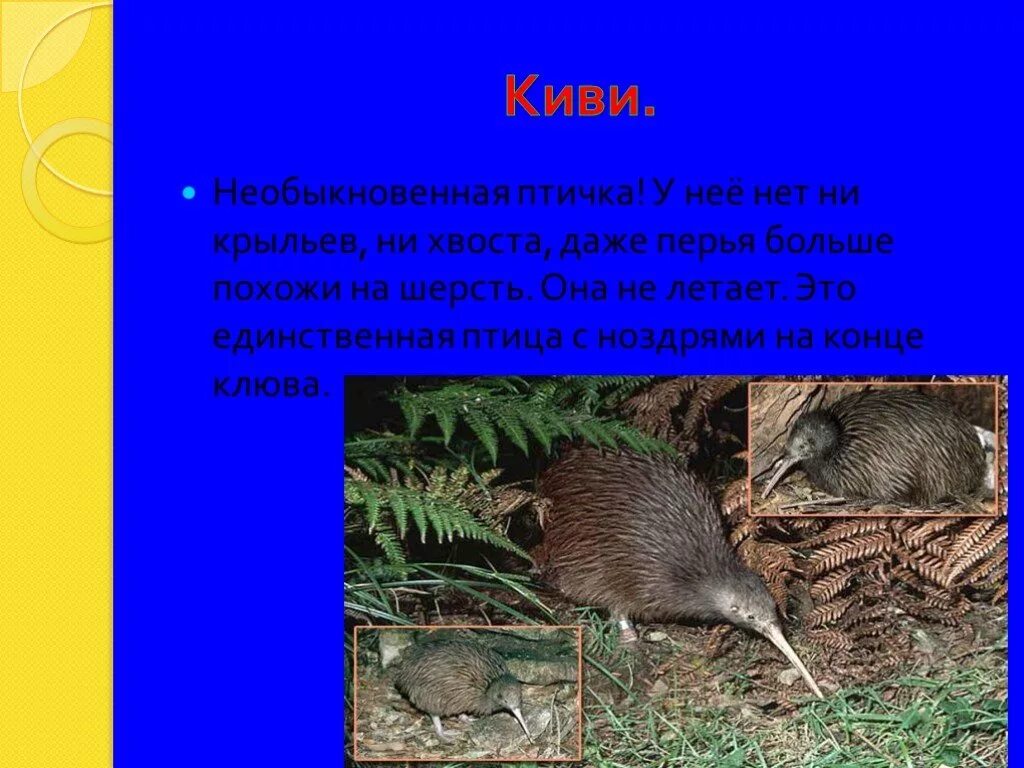 У какой птицы нет крыльев