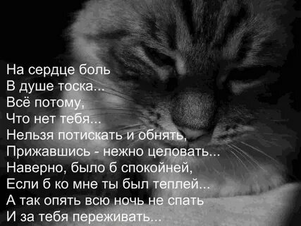 Картинки грустных котиков с надписями (58 фото) 