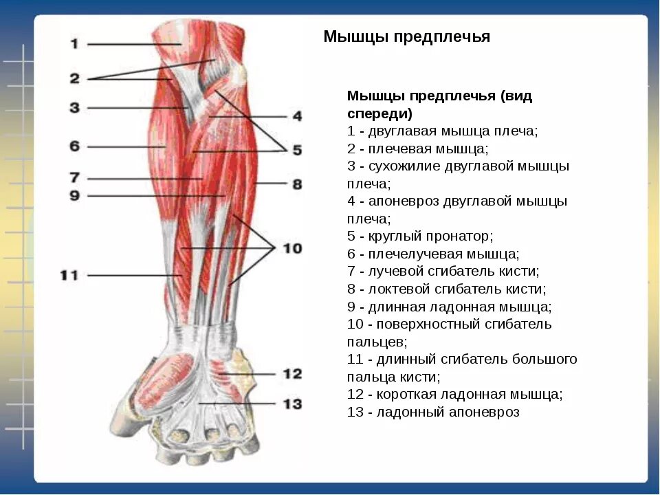 Стороны предплечья. Задние мышцы предплечья анатомия. Сухожилия предплечья человека анатомия. Мышцы предплечья Неттер. Мышцы плеча предплечья кисти.