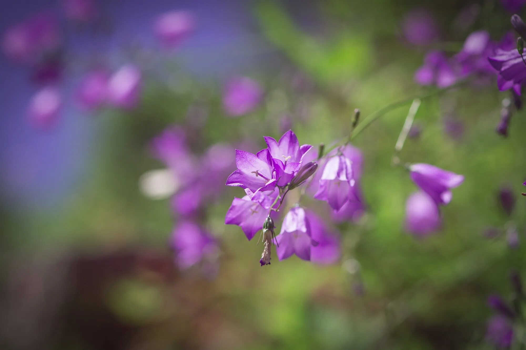 Колокольчик Purple Sensation. Уайлдфлауэр, фиолетовый Луговой. Колокольчик Луговой. Цветок "колокольчик".