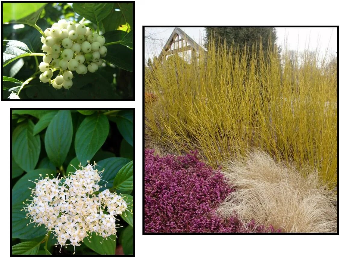 Дерен отпрысковый Флавирамеа. Дерен отпрысковый"Флавирамеа (Cornus. Sericea "Flaviramea"). Дерен отпрысковый (Cornus sericea Flaviramea. Дёрен отпрысковый Flaviramea. Дерен флавирамеа