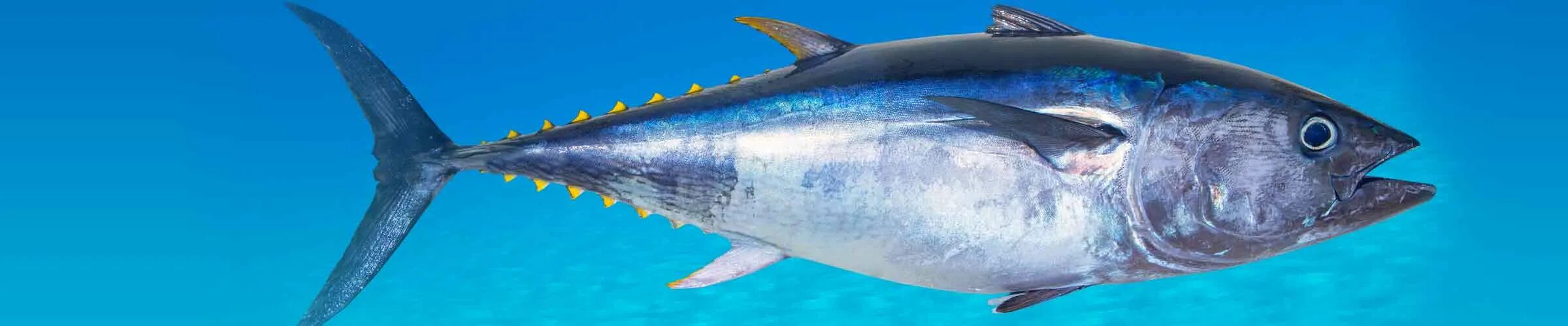 Тунец Bluefin. Синепёрый тунец. Тунец желтоперый макрелевый. Голубой тунец. Дикий тунец 12