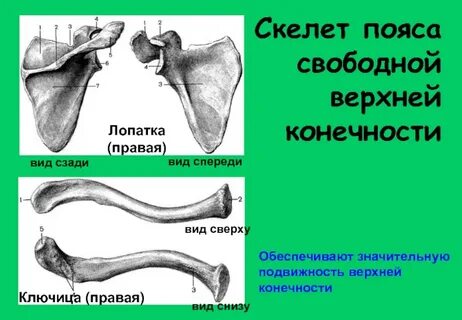 Правая лопатка это