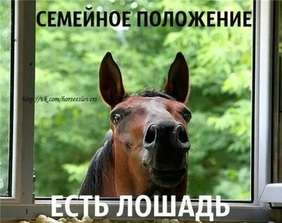 Лошадь мем