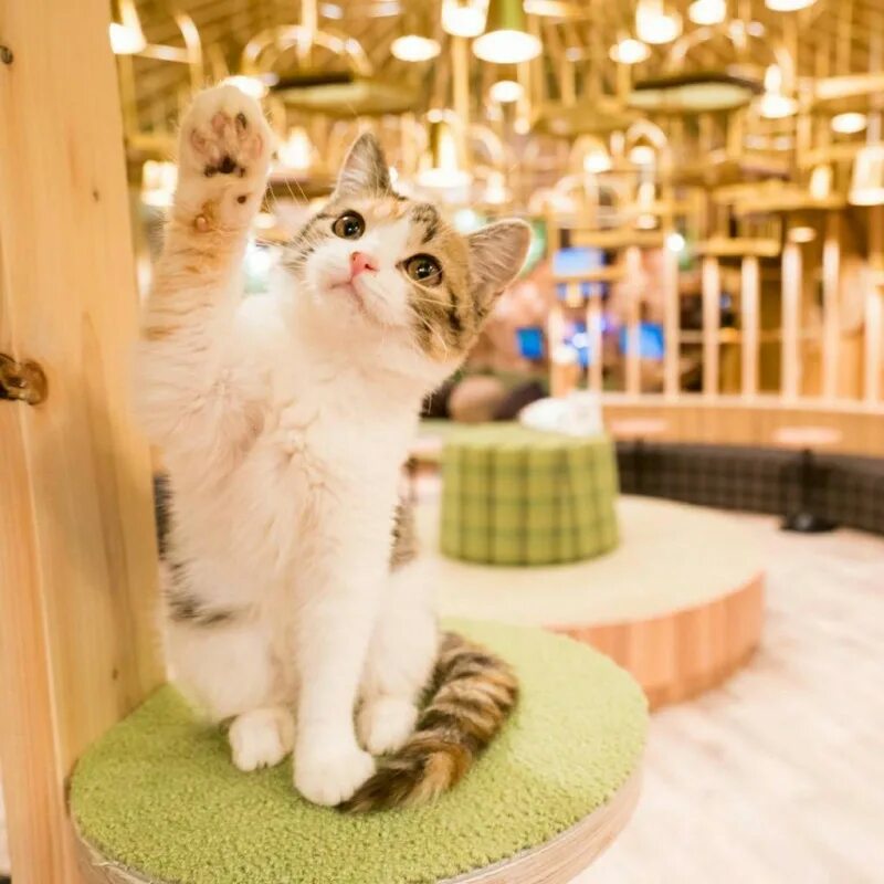 Кэт кафе. Кошачье кафе - "Cat Cafe" в Японии. Котиссимо котокафе. Котокафе котики и люди. Котокафе в Тайване.