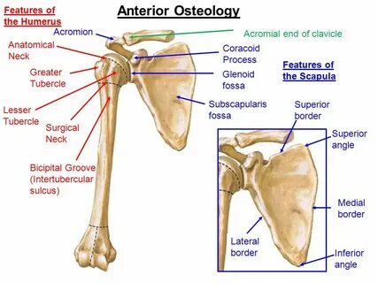 Сделайте анализ терминов по тэ osteologia pathologia