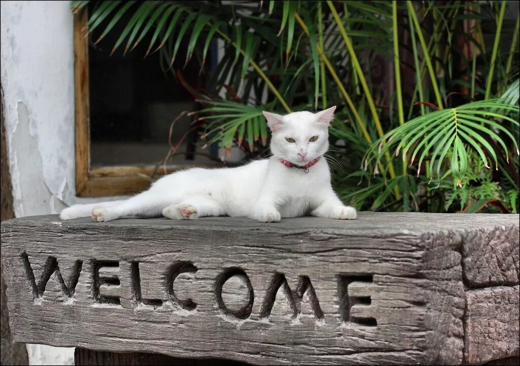 Welcome h. Кот добро пожаловать. welcome картинка. добро пожаловать животные. доброе пожаловать котик.