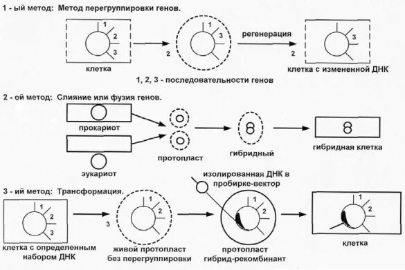 Схема получения протопластов и гибридных структур. Клеточная технология и инженерия схема. метод генной и клеточной инженерии. техника клеточной генной инженерии. генная инженерия и клеточная инженерия.