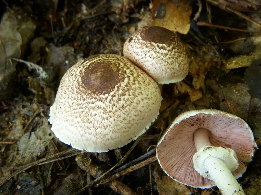 Признаки гриба шампиньона. Шампиньон плоскошляпковый Agaricus placomyces. Шампиньон плоскошляпковый ложный. Шампиньоны Лесные ложные. Ложный шампиньон желтокожий.