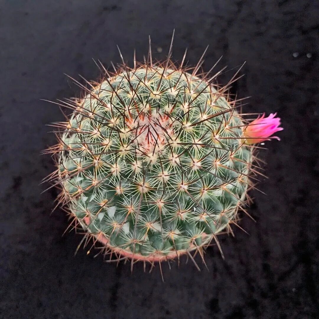 Cactus 5. Маммиллярия Матуте. Маммиллярия crassior. Кактус Маммиллярия мохнатый. Пушистый Кактус Маммиллярия.